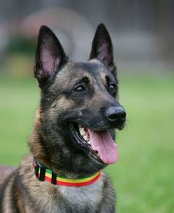 Belgian Malanois Shepherd 22