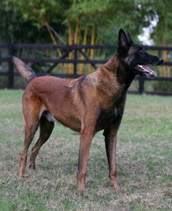 Belgian Malanois Shepherd 15