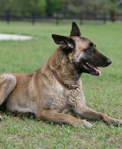 Belgian Malanois Shepherd 16