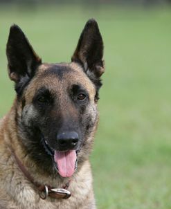 Belgian Malanois Shepherd 17