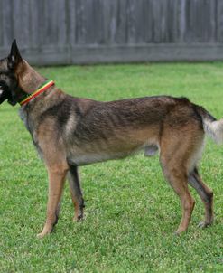 Belgian Malanois Shepherd 25