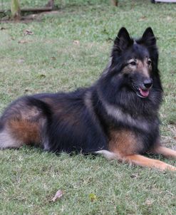 Belgian Tervurens Shepherd 03