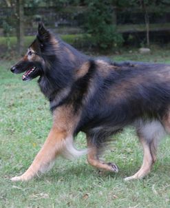 Belgian Tervurens Shepherd 04