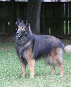 Belgian Tervurens Shepherd 05