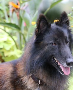 Belgian Tervurens Shepherd 07