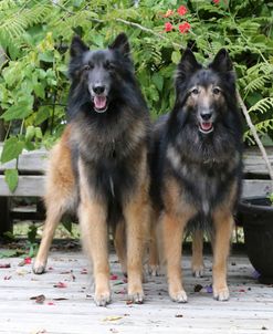 Belgian Tervurens Shepherd 08