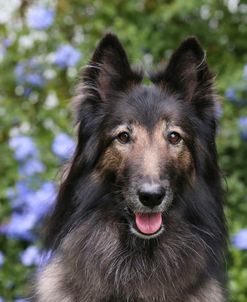 Belgian Tervurens Shepherd 01