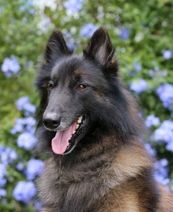 Belgian Tervurens Shepherd 02