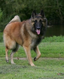 Belgian Tervurens Shepherd 13