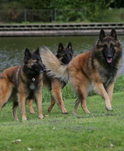 Belgian Tervurens Shepherd 14