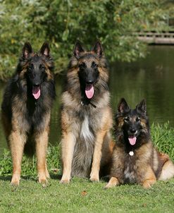 Belgian Tervurens Shepherd 15