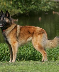 Belgian Tervurens Shepherd 16