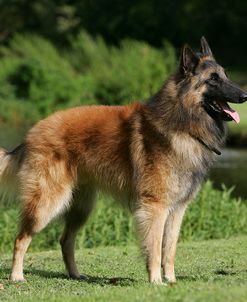 Belgian Tervurens Shepherd 17