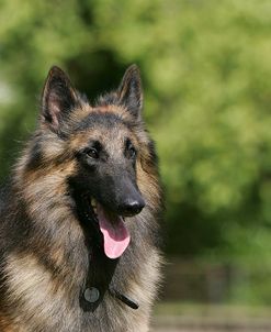 Belgian Tervurens Shepherd 18