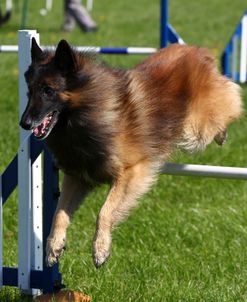 Belgian Tervurens Shepherd 09