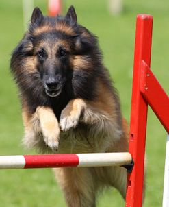 Belgian Tervurens Shepherd 10