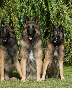 Belgian Tervurens Shepherd 11