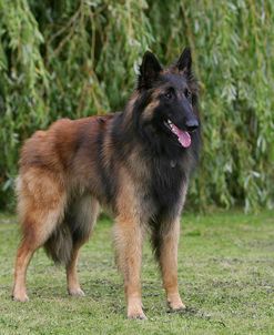 Belgian Tervurens Shepherd 12