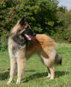 Belgian Tervurens Shepherd 23