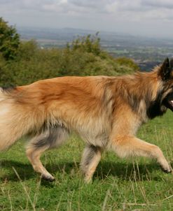 Belgian Tervurens Shepherd 24