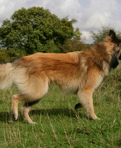 Belgian Tervurens Shepherd 25