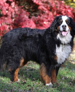 Bernese Mountain Dog 01