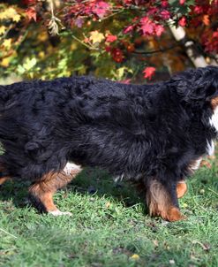 Bernese Mountain Dog 02