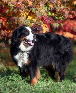 Bernese Mountain Dog 03