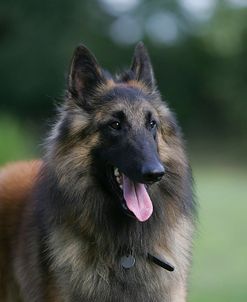 Belgian Tervurens Shepherd 19