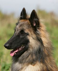 Belgian Tervurens Shepherd 20