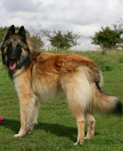 Belgian Tervurens Shepherd 21