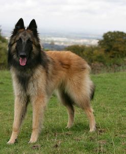 Belgian Tervurens Shepherd 22