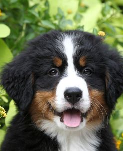 Bernese Mountain Dog 08