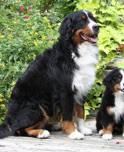 Bernese Mountain Dog 09