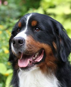 Bernese Mountain Dog 10