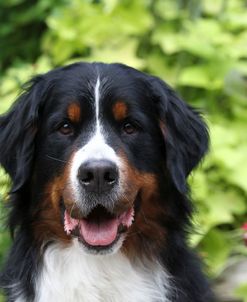 Bernese Mountain Dog 11