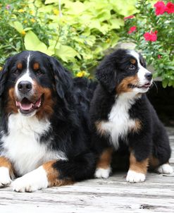 Bernese Mountain Dog 12