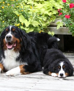 Bernese Mountain Dog 13