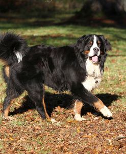 Bernese Mountain Dog 04