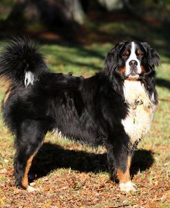 Bernese Mountain Dog 05