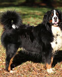 Bernese Mountain Dog 06