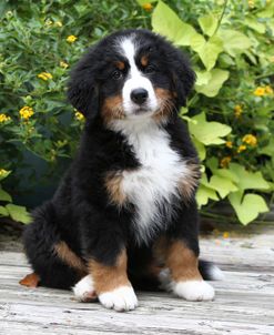 Bernese Mountain Dog 07