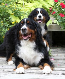 Bernese Mountain Dog 18