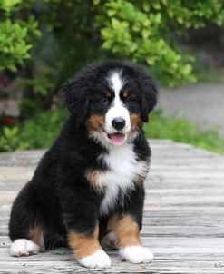 Bernese Mountain Dog 19