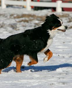 Bernese Mountain Dog 20