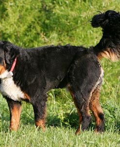 Bernese Mountain Dog 22