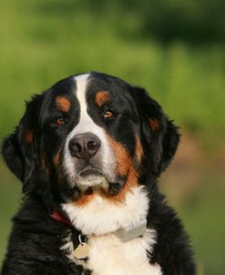 Bernese Mountain Dog 23