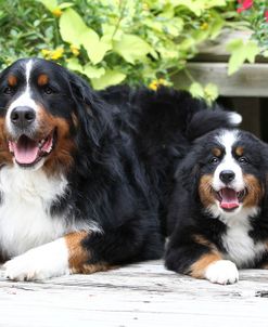 Bernese Mountain Dog 14