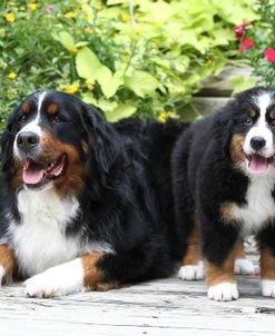 Bernese Mountain Dog 15