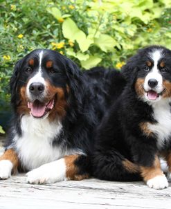 Bernese Mountain Dog 16